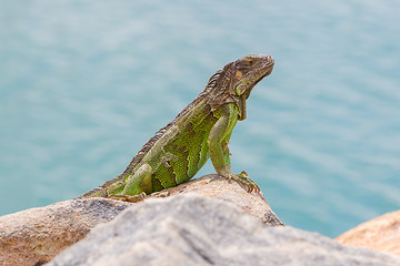 Image showing Green Iguana (Iguana iguana) sitting on rocks