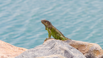 Image showing Green Iguana (Iguana iguana) sitting on rocks