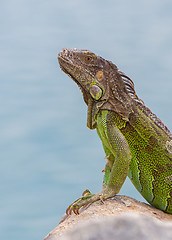 Image showing Green Iguana (Iguana iguana) sitting on rocks