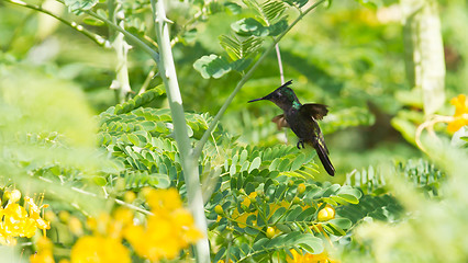 Image showing Antillean Crested Hummingbird (Orthorhyncus cristatus)