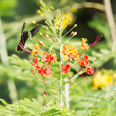 Image showing Antillean Crested Hummingbird (Orthorhyncus cristatus)