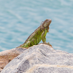 Image showing Green Iguana (Iguana iguana) sitting on rocks