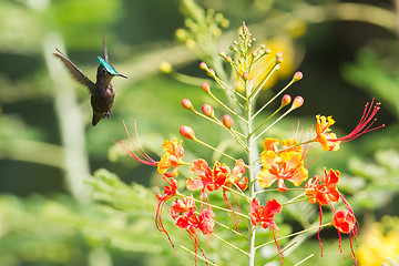 Image showing Antillean Crested Hummingbird (Orthorhyncus cristatus)