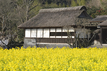 Image showing Country House with Yellow Flowers