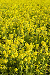 Image showing An endless field of yellow flowers