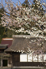 Image showing Japanese Plum Blossoms