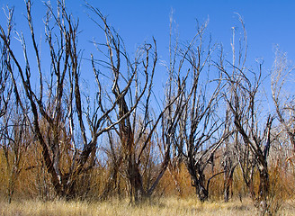 Image showing Dried Trees II