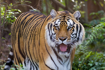 Image showing Bengal Tiger II