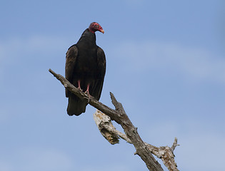 Image showing Turkey Vulture