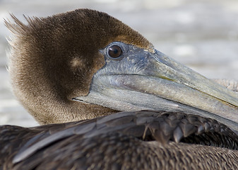 Image showing Portrait of a Pelican II