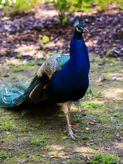 Image showing Peafowl