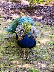 Image showing Peafowl