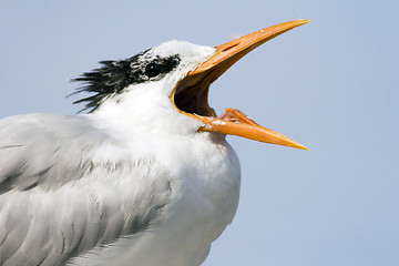 Image showing The Opera Singer