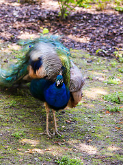 Image showing Peafowl