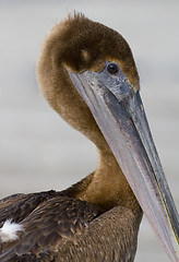 Image showing Portrait of a Pelican