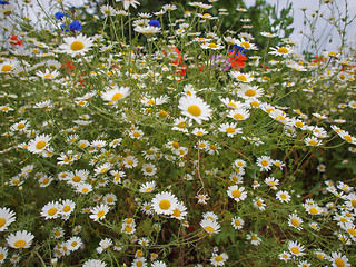 Image showing Camomile flower