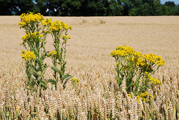 Image showing Ragwort in a field of wheat