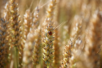 Image showing Ladybird or ladybug on a stalk of wheat