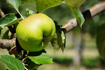 Image showing Bramley cooking apple ripening on the branch