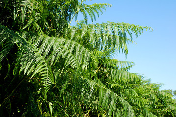 Image showing Lush green bracken