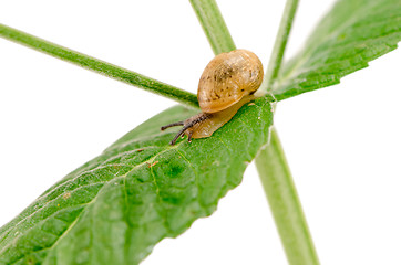 Image showing macro little snail crawl plant leaf isolated white 