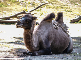 Image showing Old camel in shadow