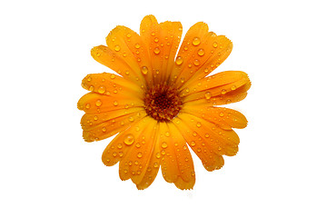 Image showing yellow wet gerber daisy over white