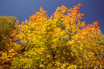 Image showing Bright autumn foliage