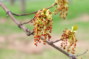 Image showing Maple lowers