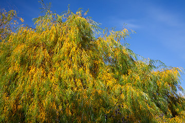 Image showing Willow leaves in autumn