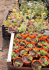 Image showing Boxes with seedlings