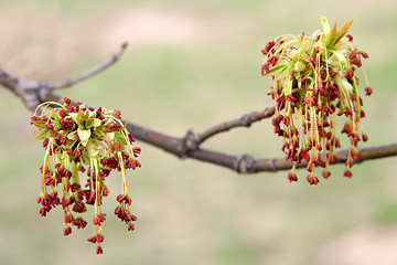 Image showing Maple lowers