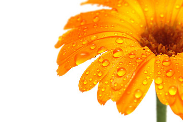 Image showing gerber daisy macro with droplets