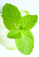 Image showing Fresh mint leaves