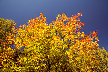Image showing Bright autumn foliage