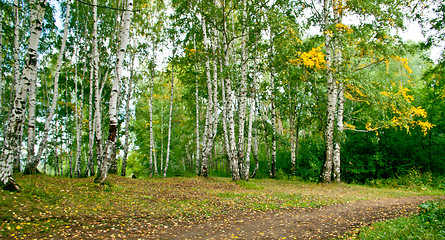 Image showing Forest landscape