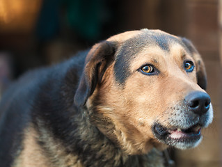 Image showing Large guard dog