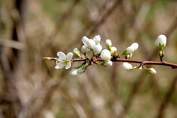 Image showing Blackthorn