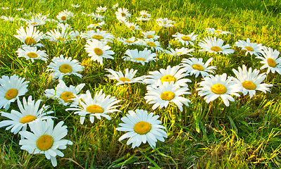 Image showing White daisies