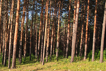 Image showing Summer landscape