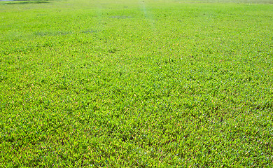 Image showing Green grass