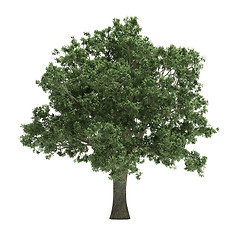 Image showing Tree isolated