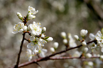 Image showing Blackthorn