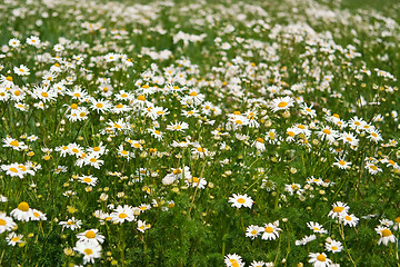 Image showing Field of daisies