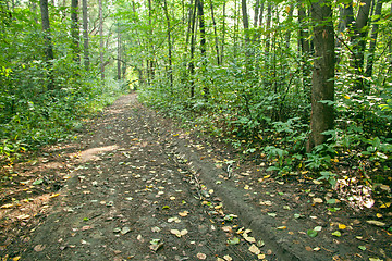 Image showing Forest landscape