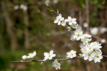 Image showing Blackthorn