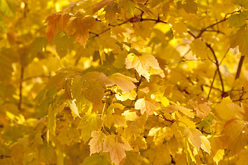 Image showing Autumn leaves