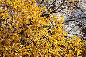 Image showing Autumn leaves