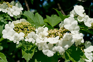 Image showing White flowers Viburnum