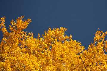 Image showing Bright autumn foliage